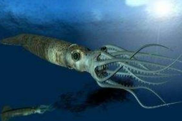 大王烏賊到底有多大 大王烏賊真的存在嗎