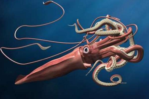大王烏賊到底有多大 大王烏賊真的存在嗎