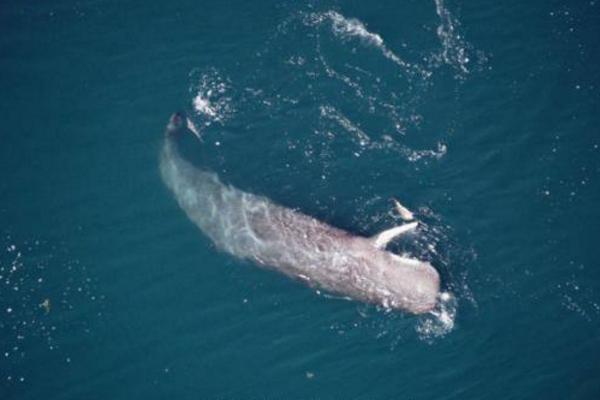 大王烏賊到底有多大 大王烏賊真的存在嗎