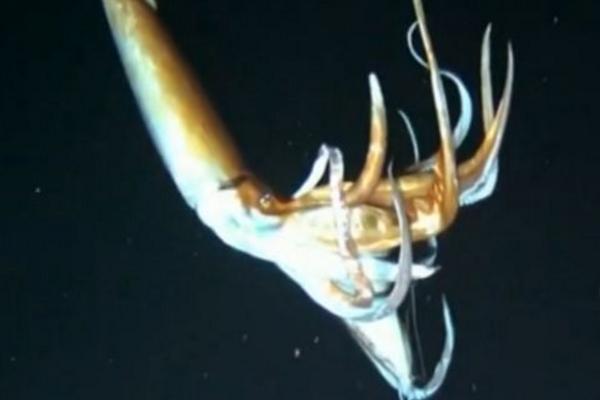 大王烏賊到底有多大 大王烏賊真的存在嗎