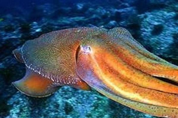 地震烏賊為什么很恐怖 地震烏賊真的存在嗎