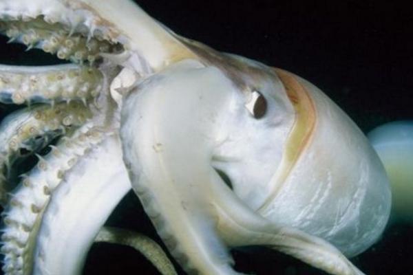 地震烏賊為什么很恐怖 地震烏賊真的存在嗎