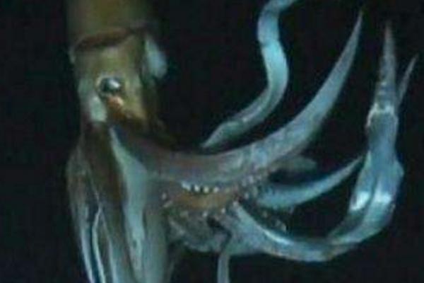 地震烏賊為什么很恐怖 地震烏賊真的存在嗎