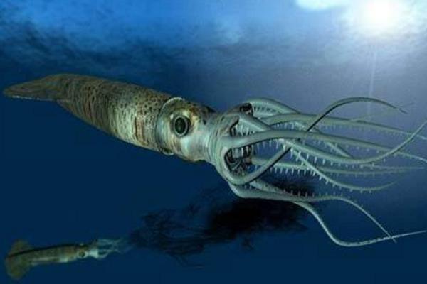 烏賊的本領特點是什么 烏賊的墨汁能吃嗎