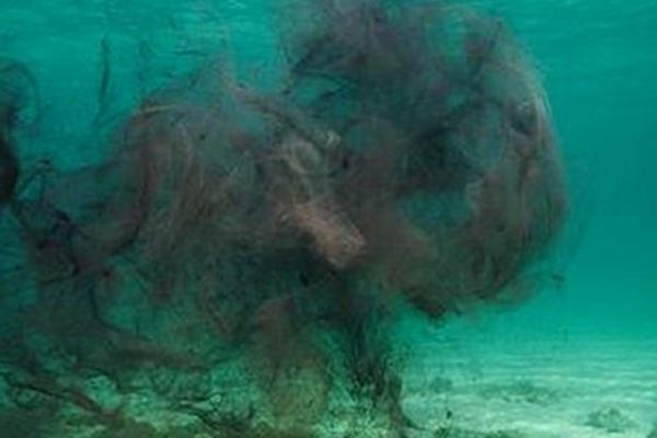 烏賊的本領特點是什么 烏賊的墨汁能吃嗎