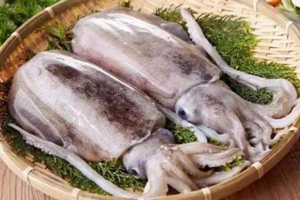 烏賊的本領特點是什么 烏賊的墨汁能吃嗎