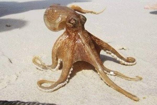 烏賊的本領特點是什么 烏賊的墨汁能吃嗎