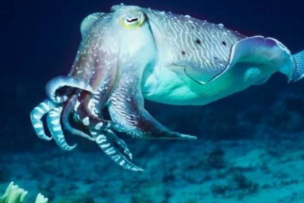 烏賊是什么 烏賊吃什么