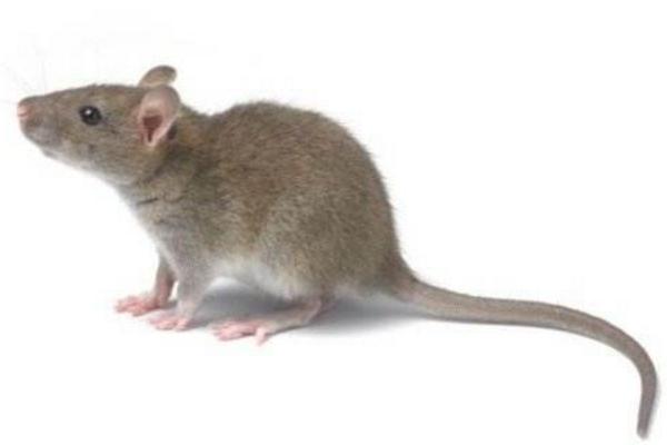 老鼠會爬墻嗎 老鼠會游泳嗎