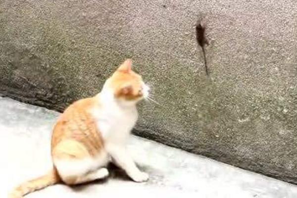 老鼠會爬墻嗎 老鼠會游泳嗎