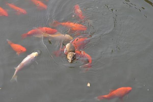 老鼠會爬墻嗎 老鼠會游泳嗎