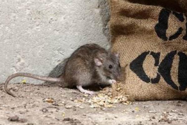 老鼠會爬墻嗎 老鼠會游泳嗎