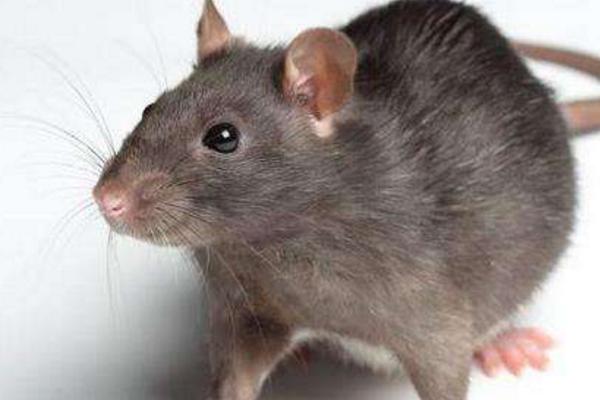 老鼠的天敵是什么動物 貓為什么是老鼠的天敵