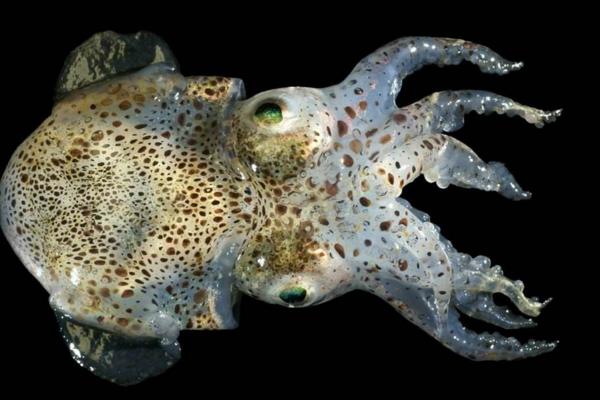 烏賊有幾個心臟 烏賊有幾條腿