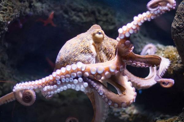 章魚能吃嗎 章魚是什么顏色