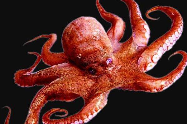 章魚是什么動物 章魚有多少種 章魚吃什么