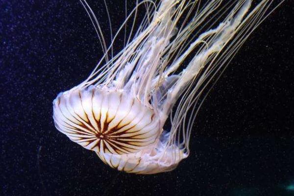 幽靈水母特點介紹 幽靈水母有毒嗎