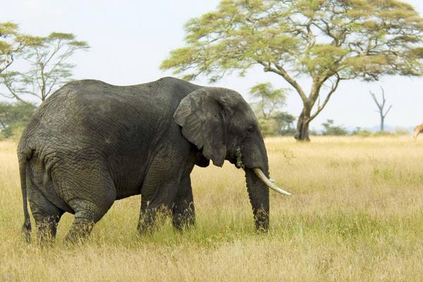 大象和老虎誰(shuí)厲害 大象的天敵是什么