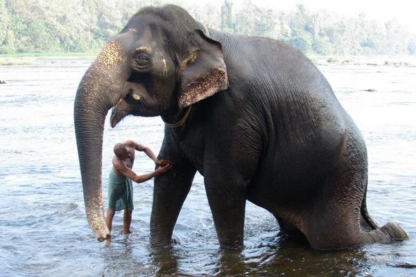 大象和老虎誰厲害 大象的天敵是什么