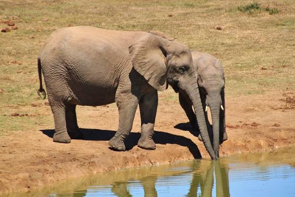 大象和老虎誰厲害 大象的天敵是什么