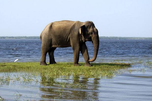 大象和老虎誰厲害 大象的天敵是什么