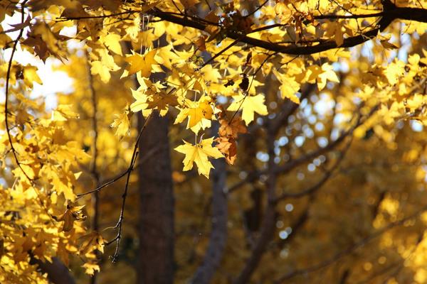 楓樹有什么作用 楓樹代表什么