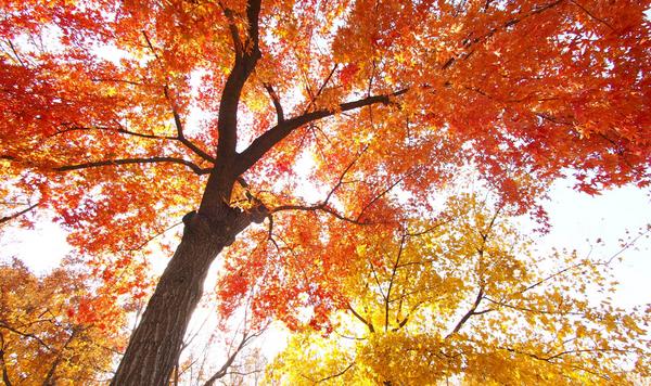 楓樹有什么作用 楓樹代表什么