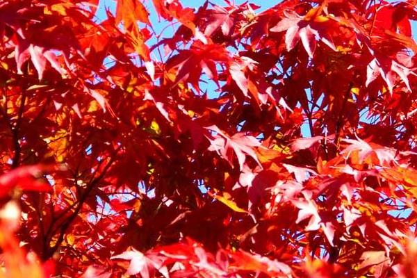 楓樹有什么作用 楓樹代表什么