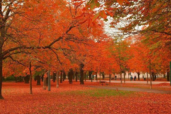 楓樹有什么作用 楓樹代表什么