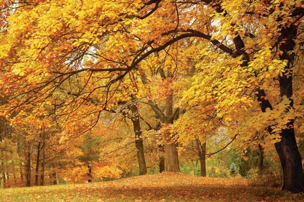 楓樹有什么作用 楓樹代表什么