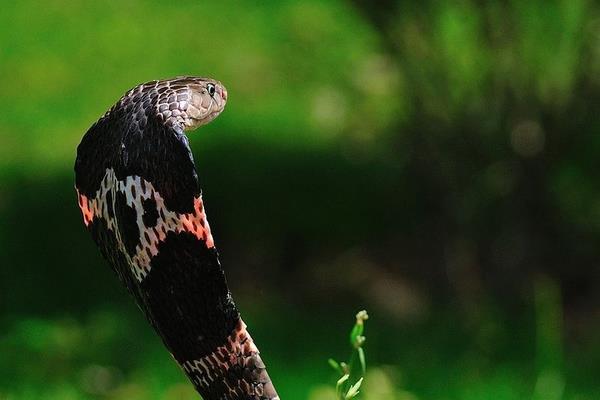 眼鏡蛇、眼鏡王蛇、過山峰的區別分別是什么 眼鏡王蛇怕什么蛇