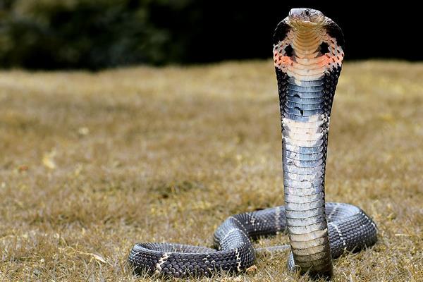 眼鏡蛇、眼鏡王蛇、過山峰的區別分別是什么 眼鏡王蛇怕什么蛇