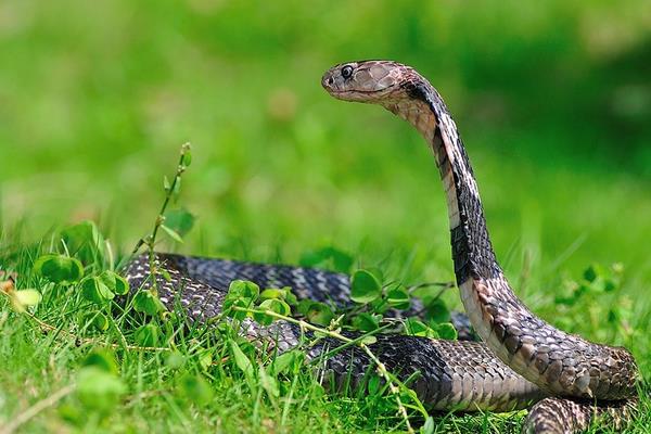 眼鏡蛇、眼鏡王蛇、過山峰的區別分別是什么 眼鏡王蛇怕什么蛇