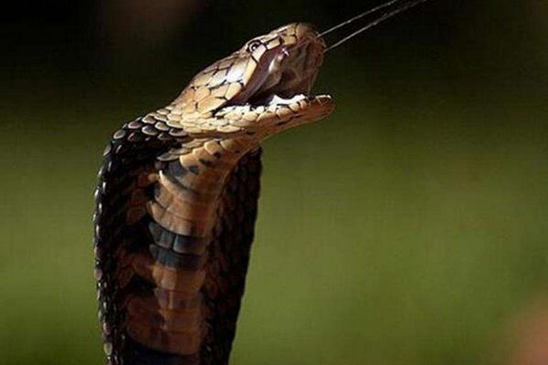 眼鏡蛇、眼鏡王蛇、過山峰的區別分別是什么 眼鏡王蛇怕什么蛇