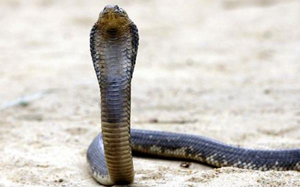 眼鏡蛇、眼鏡王蛇、過山峰的區別分別是什么 眼鏡王蛇怕什么蛇