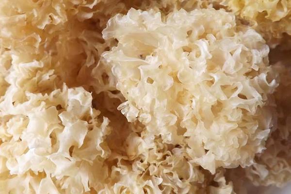 雪耳和銀耳的區別是什么 雪耳是銀耳嗎