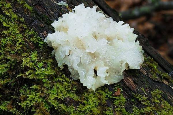 雪耳的做法大全 新鮮雪耳怎么煮