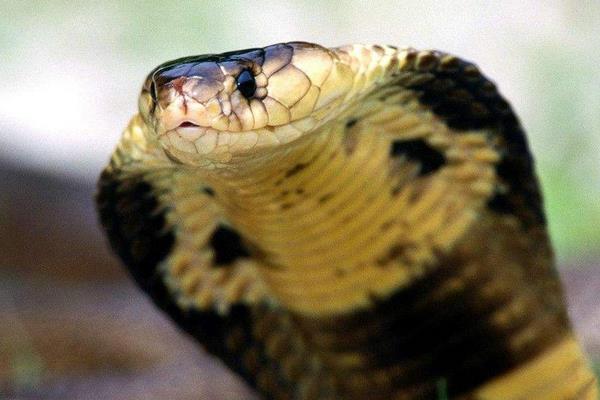 眼鏡蛇毒液市場價格多少錢一克 眼鏡蛇毒液作用