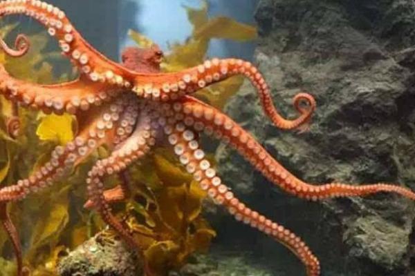 章魚會噴墨汁嗎 章魚的墨汁能吃嗎