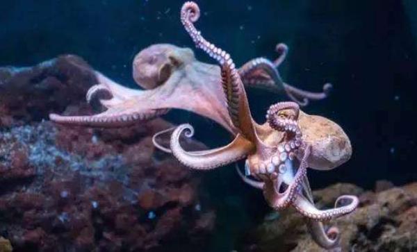 章魚會噴墨汁嗎 章魚的墨汁能吃嗎