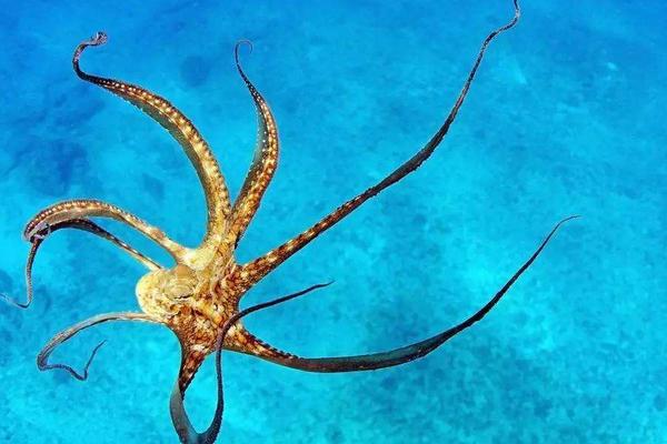 章魚會噴墨汁嗎 章魚的墨汁能吃嗎