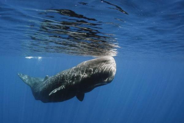 章魚會噴墨汁嗎 章魚的墨汁能吃嗎