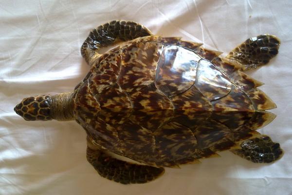 章魚會噴墨汁嗎 章魚的墨汁能吃嗎