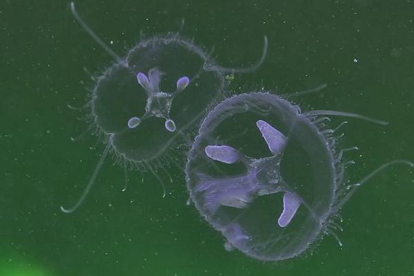 桃花水母怎么養 桃花水母有毒嗎