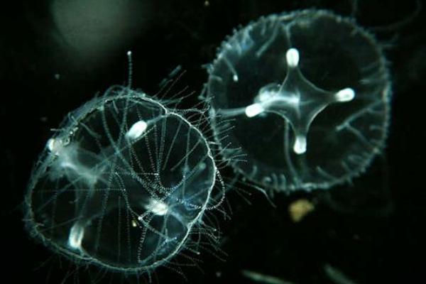 桃花水母怎么養 桃花水母有毒嗎