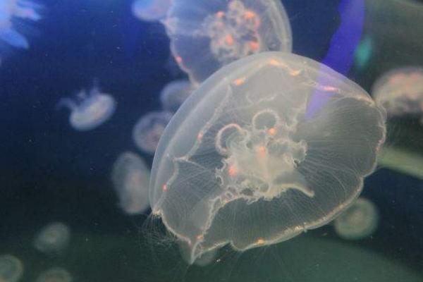 桃花水母怎么養 桃花水母有毒嗎