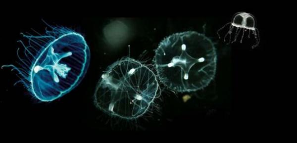 桃花水母怎么養 桃花水母有毒嗎