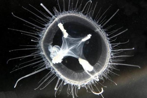 桃花水母怎么養 桃花水母有毒嗎