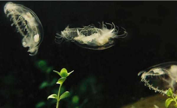 桃花水母怎么養 桃花水母有毒嗎