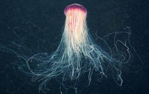 北極霞水母特點介紹 北極霞水母有毒嗎
